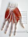 images/thumbsgallery/hilfsmittel/IMG_0599.jpg